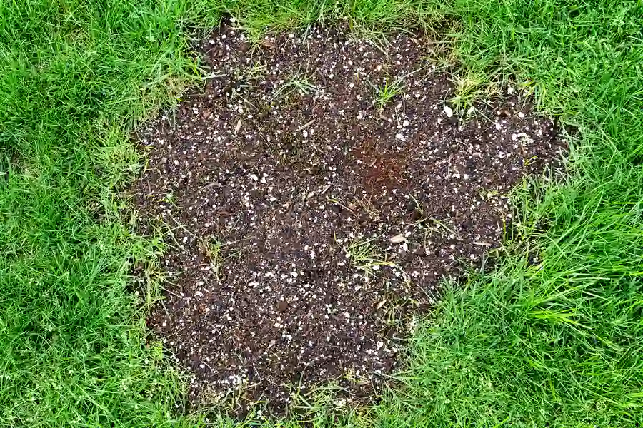 Lawn Patch Repair