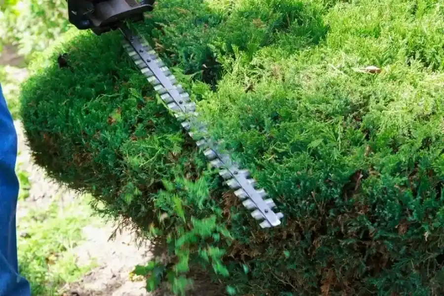 Affordable Bush Trimming Rome, NY