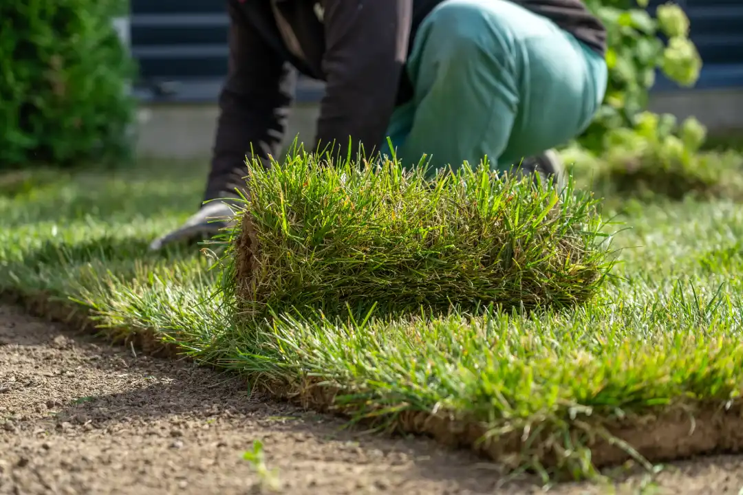 Common Causes of Lawn Patches and How to Fix Them Rome, NY