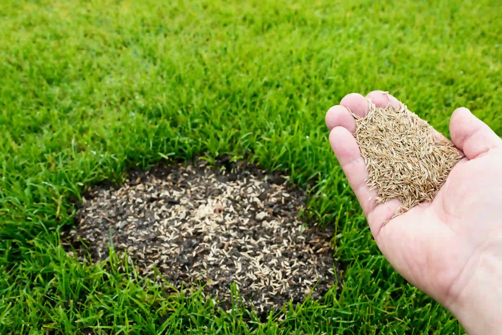 Dependable Lawn Patch Repair Rome, NY Dependable Lawn Patch Repair Rome, NY