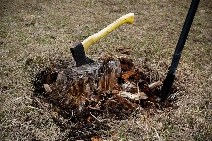 How Stump Removal Improves The Aesthetic Of Your Yard Rome, NY