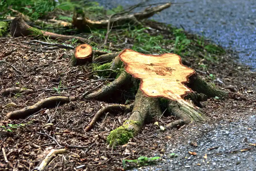 How Stump Removal Improves The Aesthetic Of Your Yard in Rome, NY