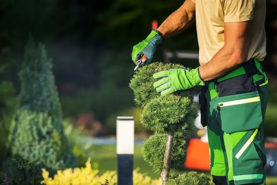 Professional Bush Trimming Rome, NY