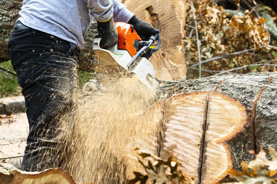 Reliable Stump Removal Rome, NY