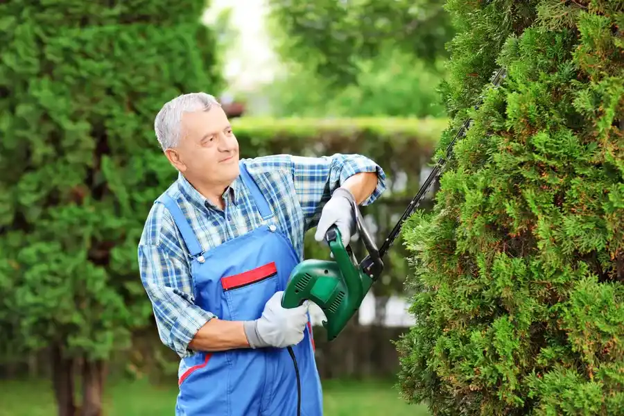 Superior Bush Trimming Rome, NY