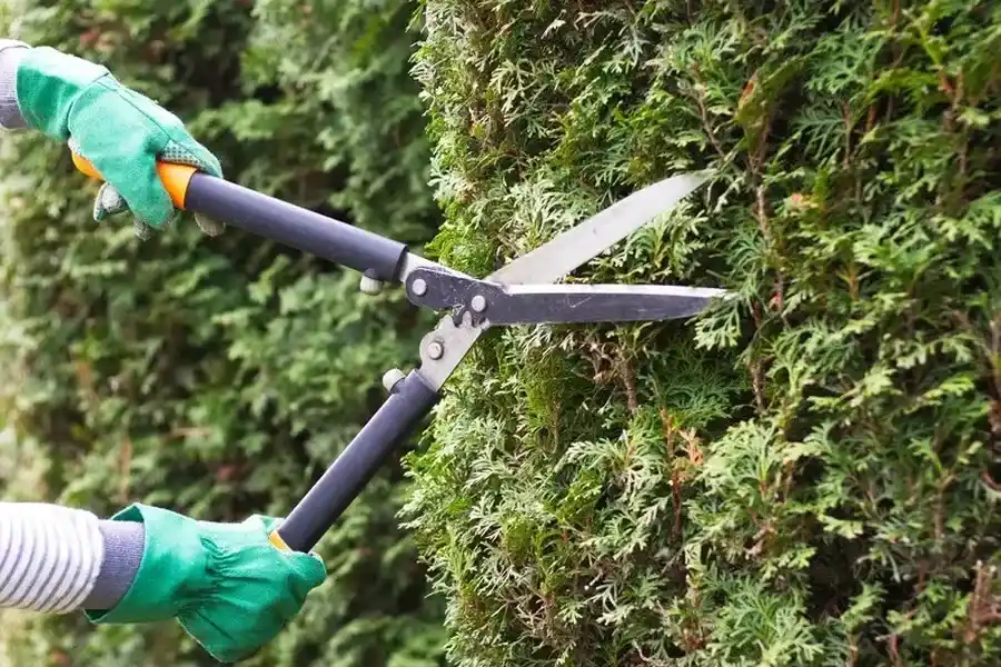 The Role Of Bush Trimming In Landscaping Design Rome, NY