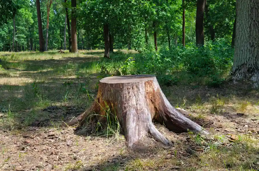 What To Expect During A Stump Removal Process Rome, NY