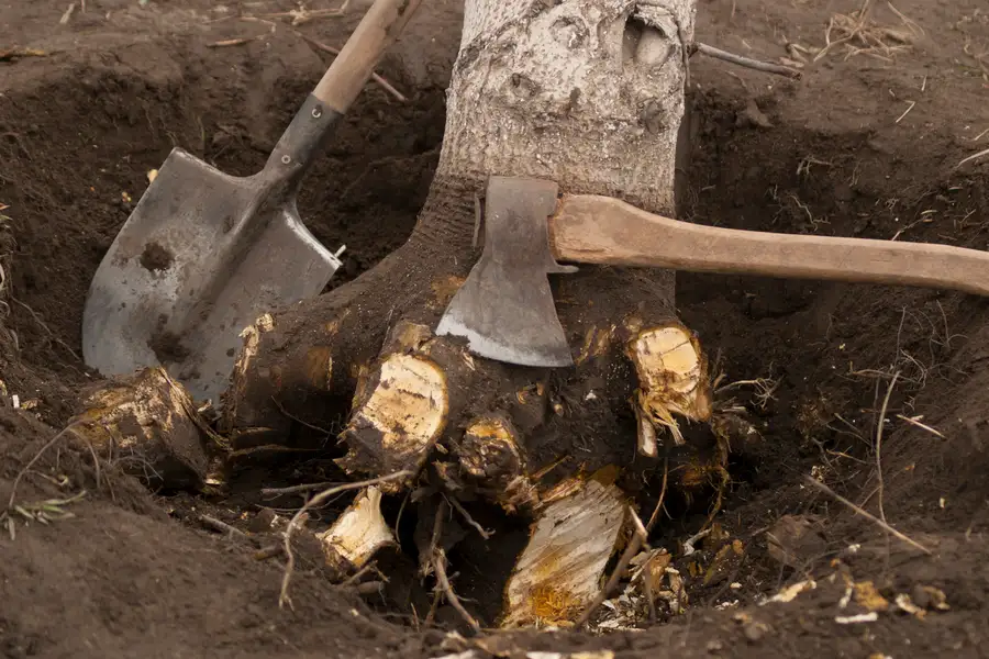 What To Expect During A Stump Removal Process in Rome, NY