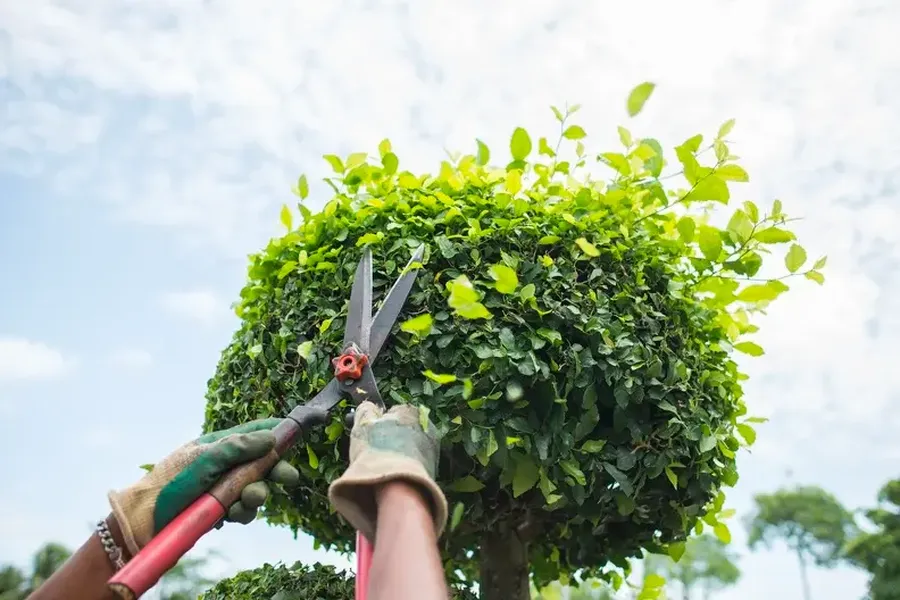 Why Bush Trimming Is Essential For Healthy Landscapes in Rome, NY